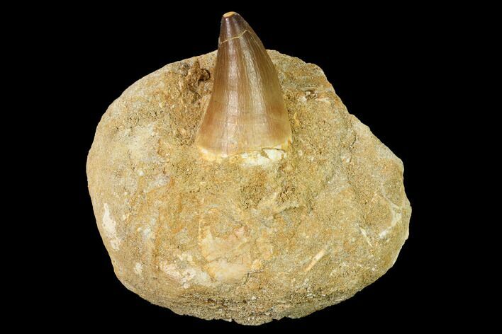Mosasaur (Prognathodon) Tooth In Rock - Morocco #154886